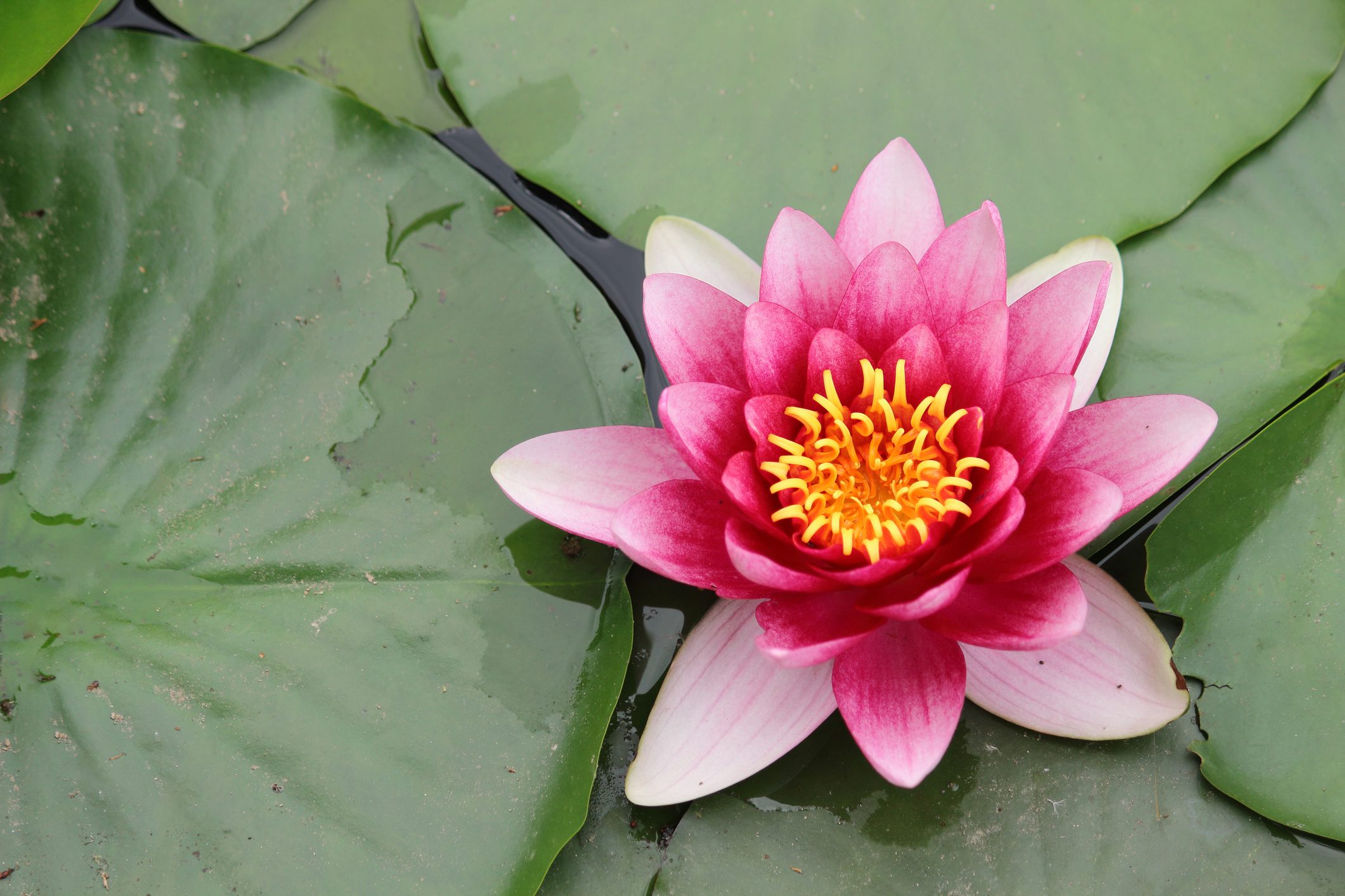 Ninfea rosa con centro giallo che galleggia su un laghetto, circondata da grandi foglie verdi.